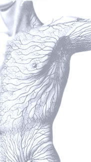 The lymphatic vessels of the human male torso